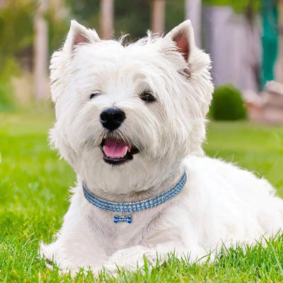 Rhinestone Dog Collar