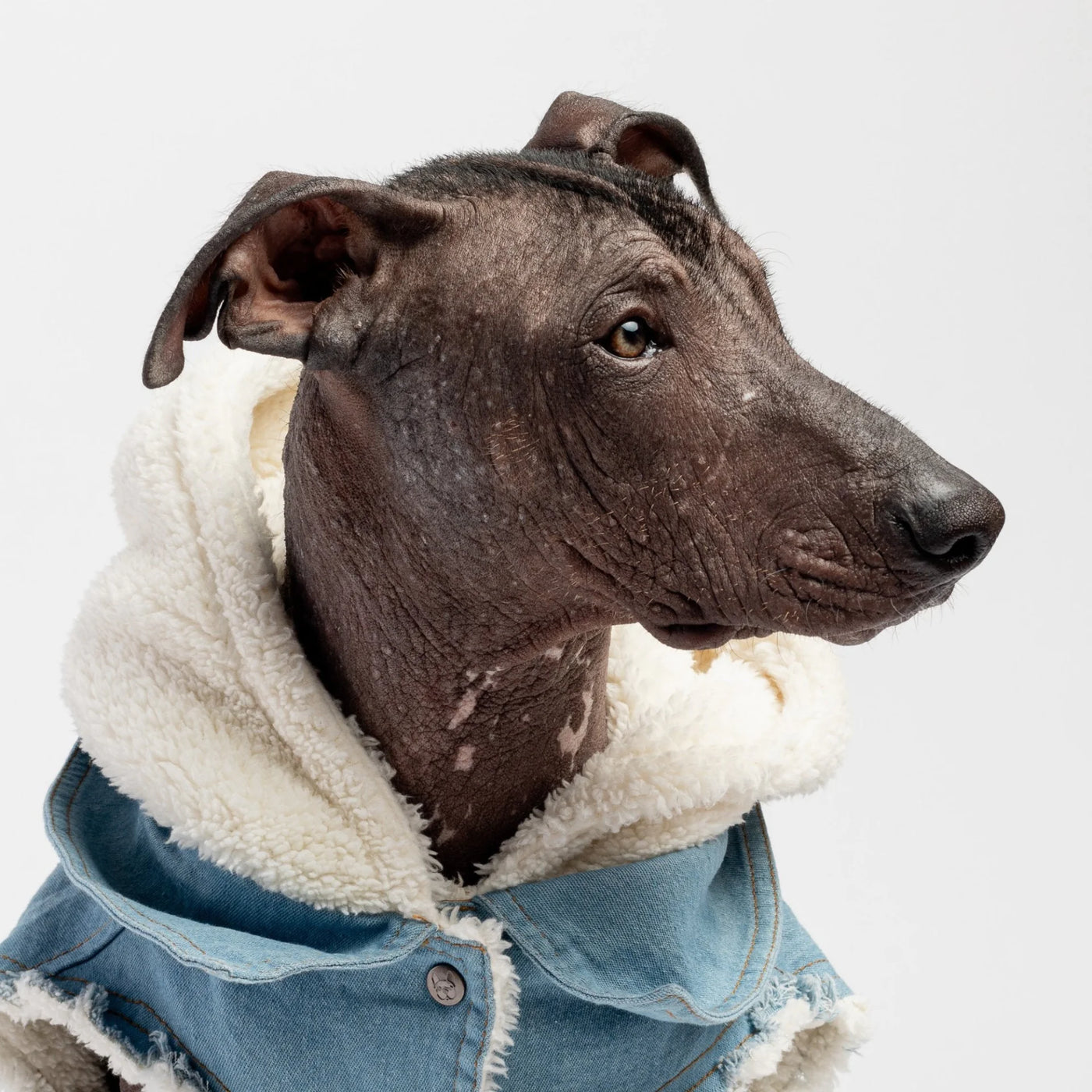 Denim Dog Jacket- Justin