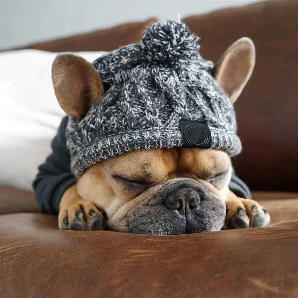 Dog Beanie